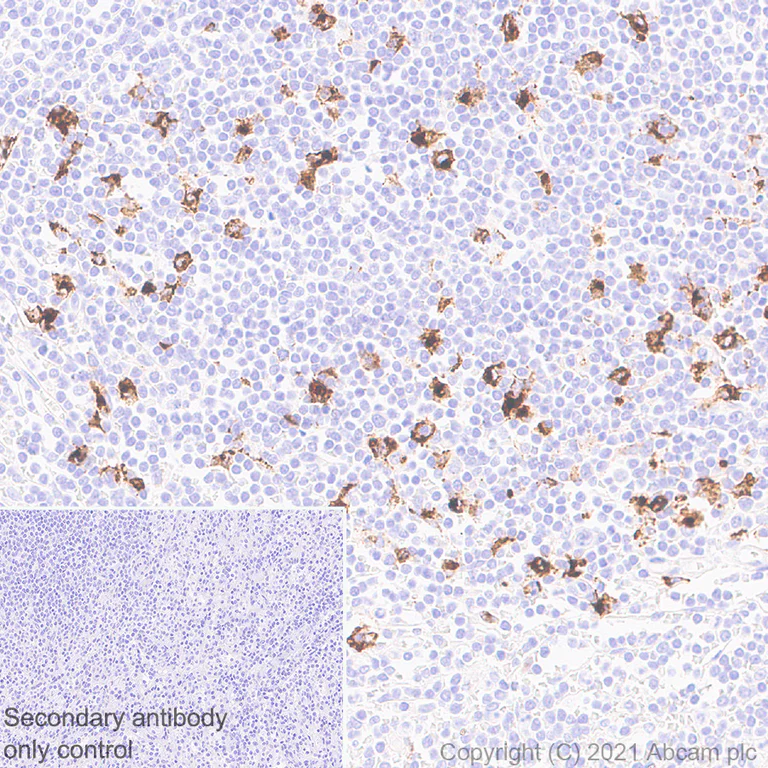 Immunohistochemistry (Formalin/PFA-fixed paraffin-embedded sections) - Anti-CD208 antibody [EPR24265-8] - BSA and Azide free (AB281573)