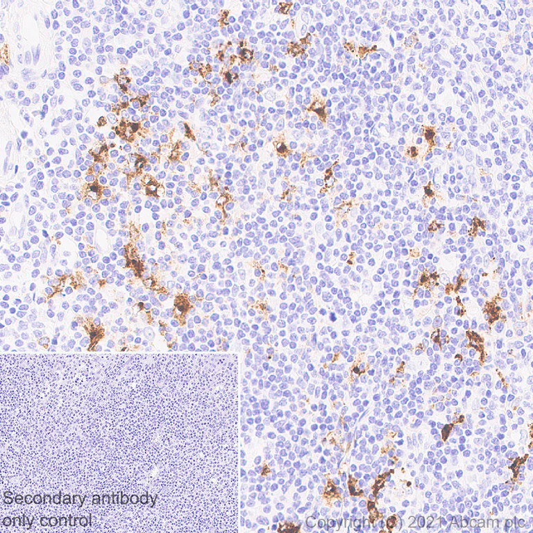 Immunohistochemistry (Formalin/PFA-fixed paraffin-embedded sections) - Anti-CD208 antibody [EPR24265-8] - BSA and Azide free (AB281573)