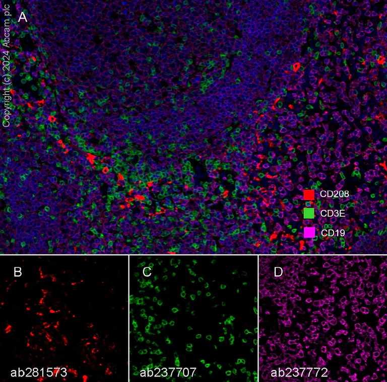Multiplex immunohistochemistry - Anti-CD208 antibody [EPR24265-8] - BSA and Azide free (AB281573)