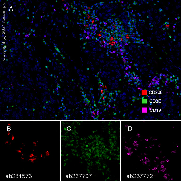 Multiplex immunohistochemistry - Anti-CD208 antibody [EPR24265-8] - BSA and Azide free (AB281573)