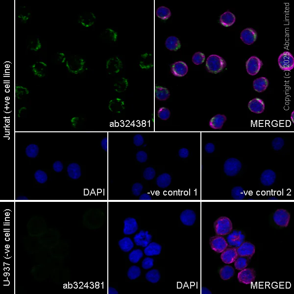 Immunocytochemistry/ Immunofluorescence - Anti-CD208 antibody [EPR27972-137] (AB324381)