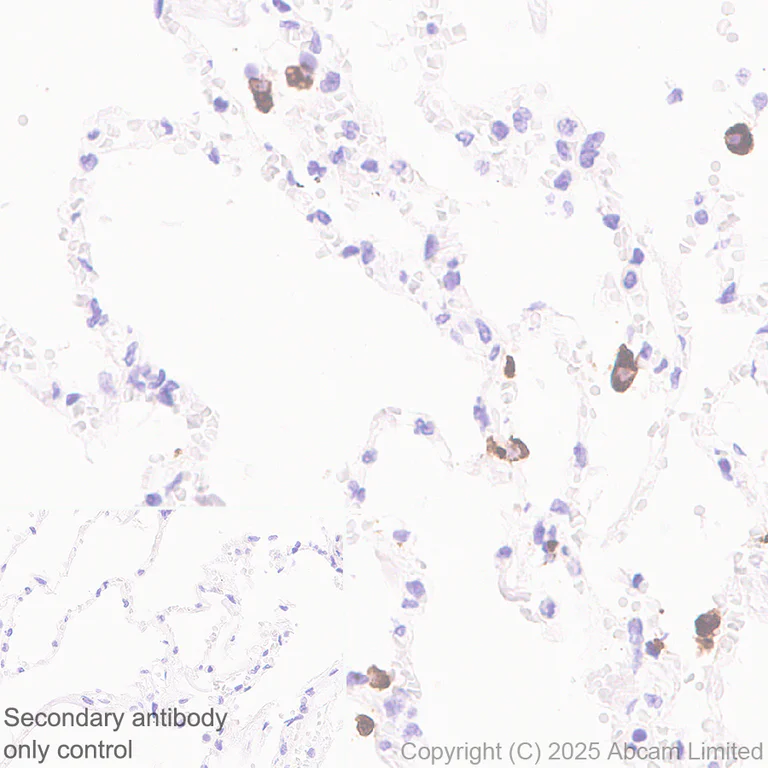 Immunohistochemistry (Formalin/PFA-fixed paraffin-embedded sections) - Anti-CD208 antibody [EPR27972-137] (AB324381)
