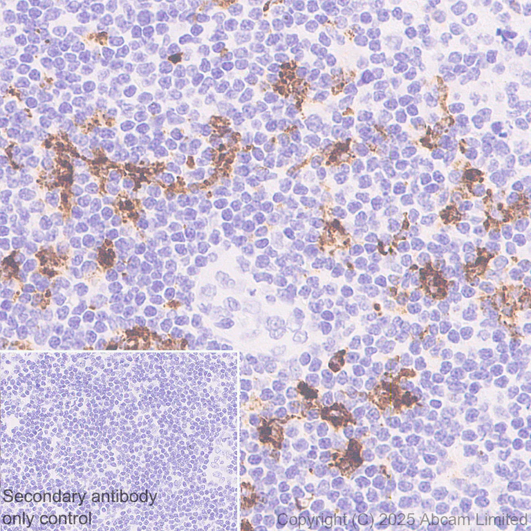 Anti-CD208 antibody [EPR27972-137] (ab324381) | Abcam