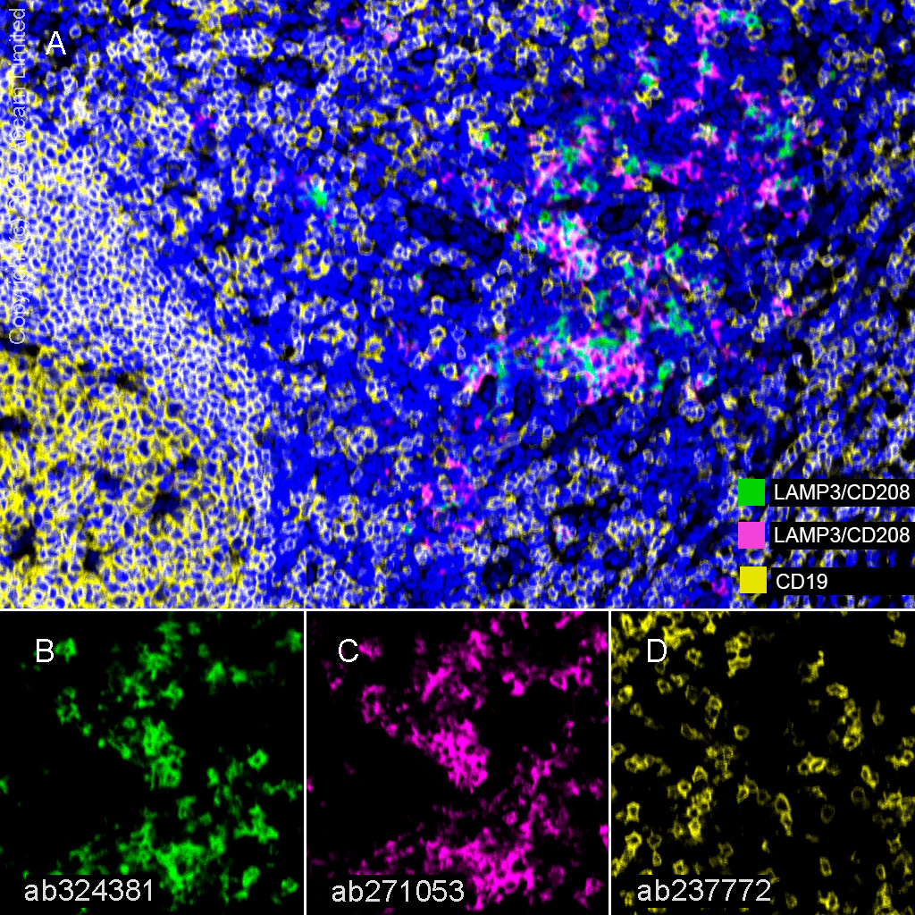 Anti-CD208 antibody [EPR27972-137] (ab324381) | Abcam