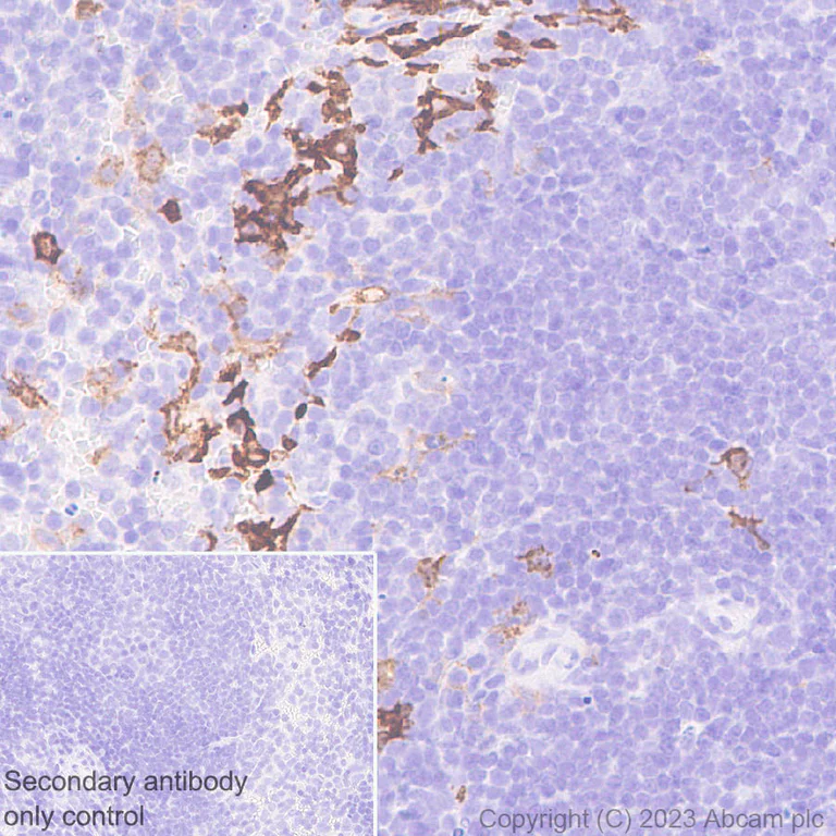 Immunohistochemistry (Formalin/PFA-fixed paraffin-embedded sections) - Anti-CD209B/DC-SIGNR1 antibody [EPR27427-87] (AB308457)