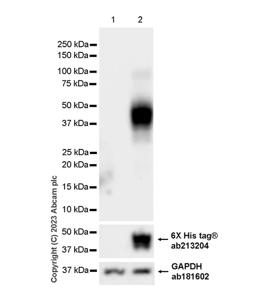 Western blot - Anti-CD209B/DC-SIGNR1 antibody [EPR27427-87] - BSA and Azide free (AB308458)