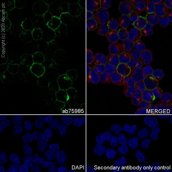Immunocytochemistry/ Immunofluorescence - Anti-CD21 antibody [EP3093] - Low endotoxin, Azide free (AB193554)