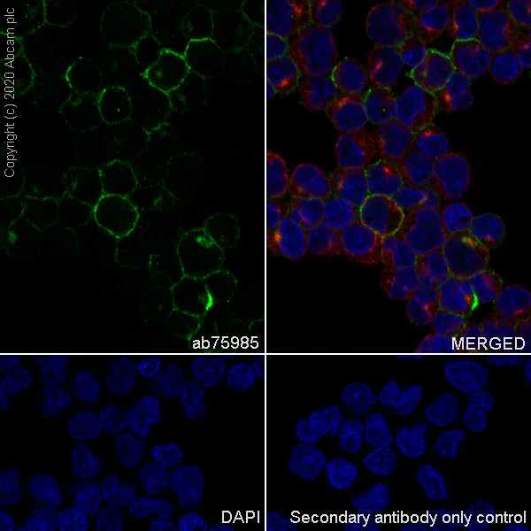 Immunocytochemistry/ Immunofluorescence - Anti-CD21 antibody [EP3093] - Low endotoxin, Azide free (AB193554)