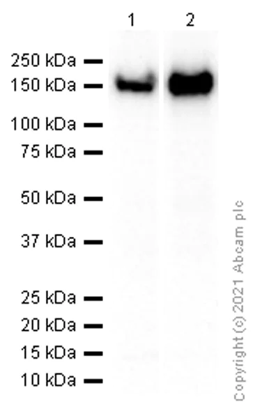 Western blot - Anti-CD21 antibody [EP3093] - Low endotoxin, Azide free (AB193554)