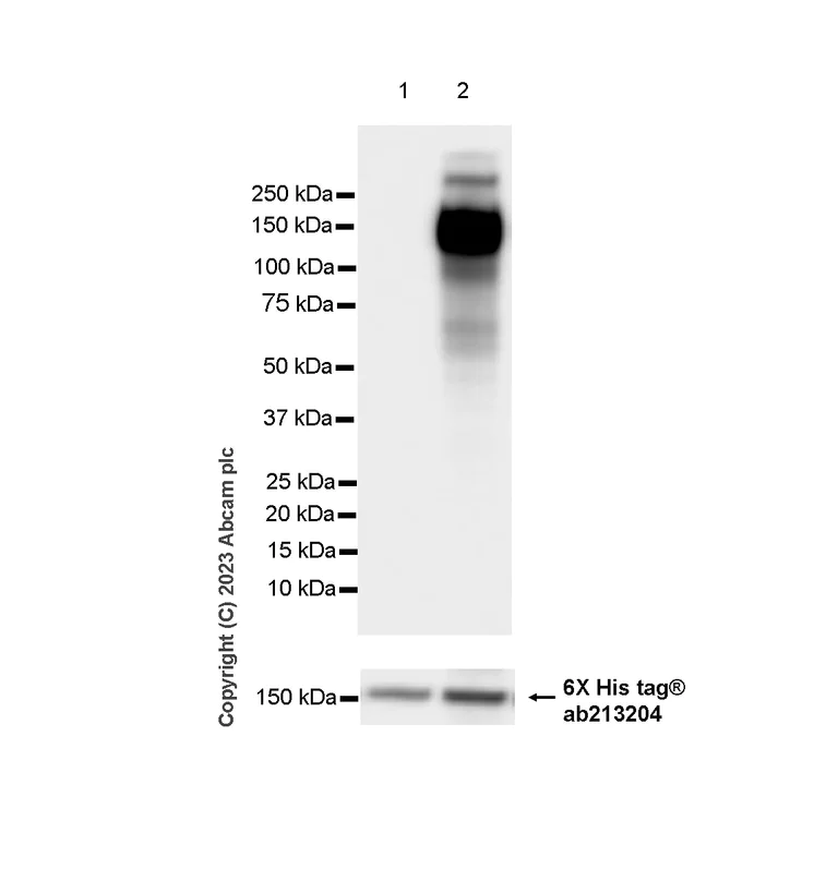 Western blot - Anti-CD21 antibody [EPR27369-9] (AB315160)