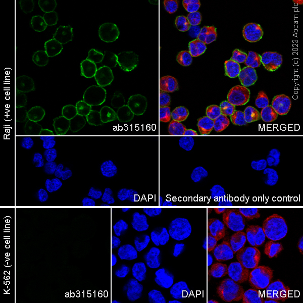 Immunocytochemistry/ Immunofluorescence - Anti-CD21 antibody [EPR27369-9] - BSA and Azide free (ab315161), expandable thumbnail