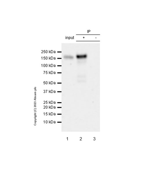Immunoprecipitation - Anti-CD21 antibody [EPR27369-9] - BSA and Azide free (ab315161), expandable thumbnail