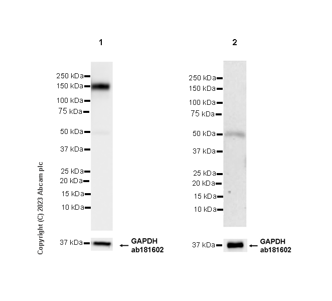 Western blot - Anti-CD21 antibody [EPR27369-9] - BSA and Azide free (ab315161), expandable thumbnail