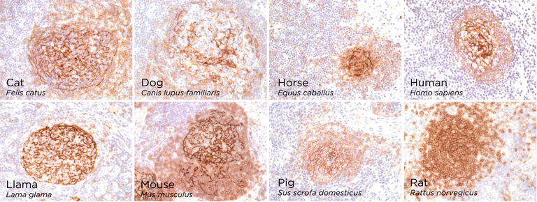 Immunohistochemistry (Formalin/PFA-fixed paraffin-embedded sections) - Anti-CD21 antibody [SP186] - C-terminal (AB227662)