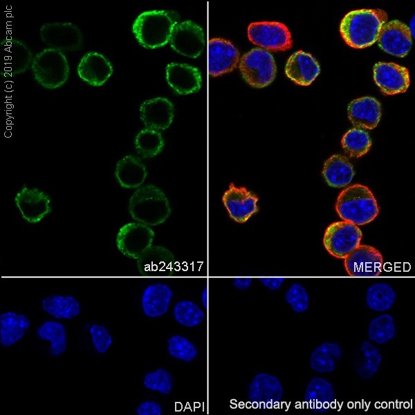 Immunocytochemistry/ Immunofluorescence - Anti-CD21+CD35 antibody [4B2] (AB243317), expandable thumbnail