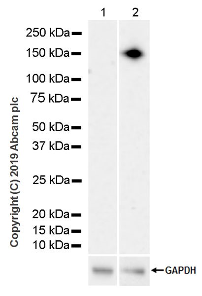 Western blot - Anti-CD21+CD35 antibody [4B2] (AB243317), expandable thumbnail