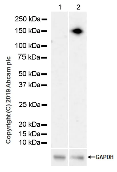 Western blot - Anti-CD21+CD35 antibody [4B2] (AB243317)