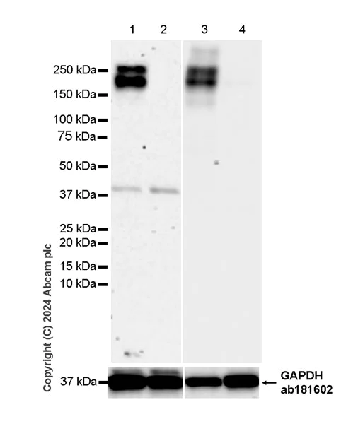 Western blot - Anti-CD21+CD35 antibody [EPR27417-508] - BSA and Azide free (AB317495)