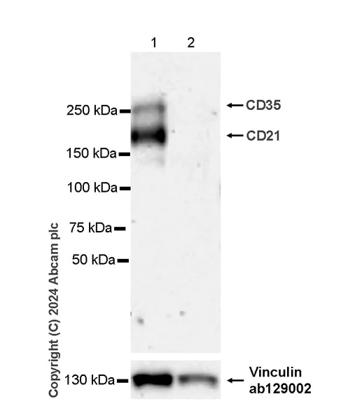 Western blot - Anti-CD21+CD35 antibody [EPR27417-508] - BSA and Azide free (AB317495)