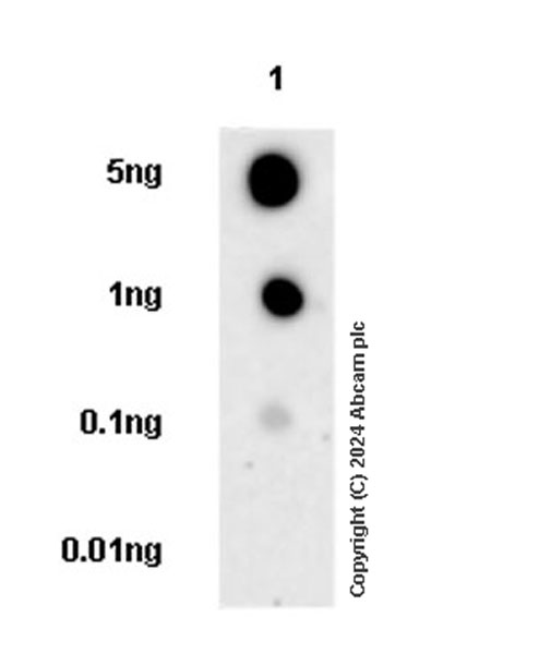 Dot Blot - Anti-CD21+CD35 antibody [EPR27417-513] - BSA and Azide free (AB317023), expandable thumbnail