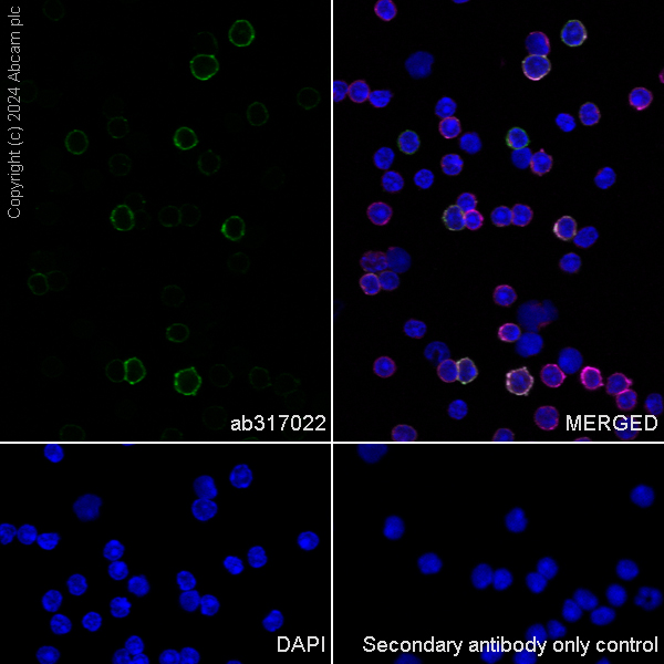 Immunocytochemistry/ Immunofluorescence - Anti-CD21+CD35 antibody [EPR27417-513] - BSA and Azide free (AB317023), expandable thumbnail