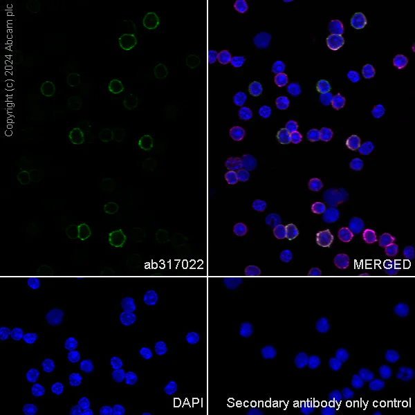 Immunocytochemistry/ Immunofluorescence - Anti-CD21+CD35 antibody [EPR27417-513] - BSA and Azide free (AB317023)