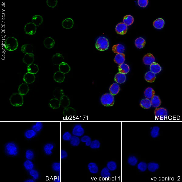 Immunocytochemistry/ Immunofluorescence - Anti-CD22 antibody [4KB128] (AB254171)