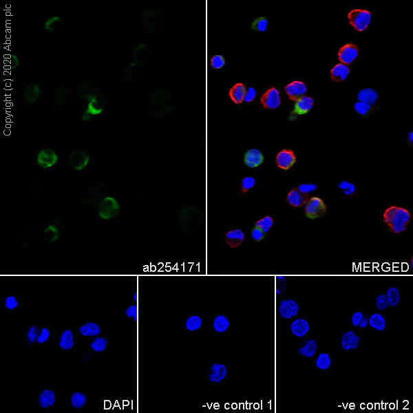Immunocytochemistry/ Immunofluorescence - Anti-CD22 antibody [4KB128] - BSA and Azide free (AB255926)