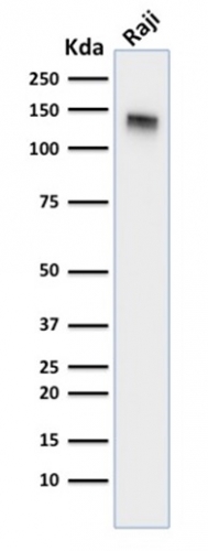 Western blot - Anti-CD22 antibody [BLCAM/1795] - BSA and Azide free (AB269755), expandable thumbnail
