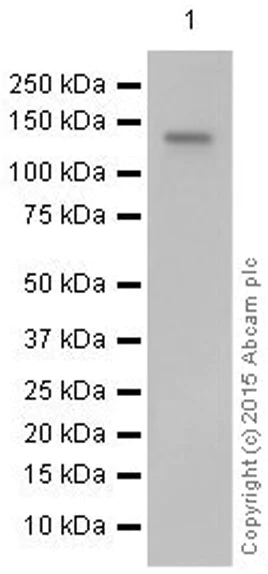 Western blot - Anti-CD22 antibody [EP498Y] - BSA and Azide free (AB247276)