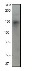 Western blot - Anti-CD22 antibody [EP498Y] - BSA and Azide free (AB247276), expandable thumbnail