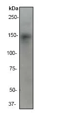 Western blot - Anti-CD22 antibody [EP498Y] - BSA and Azide free (AB247276)