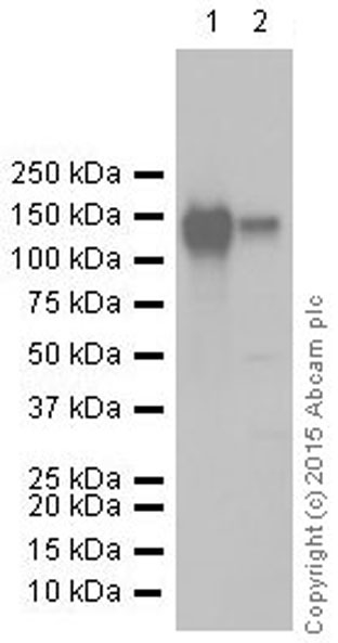 Western blot - Anti-CD22 antibody [EP498Y] - BSA and Azide free (AB247276), expandable thumbnail