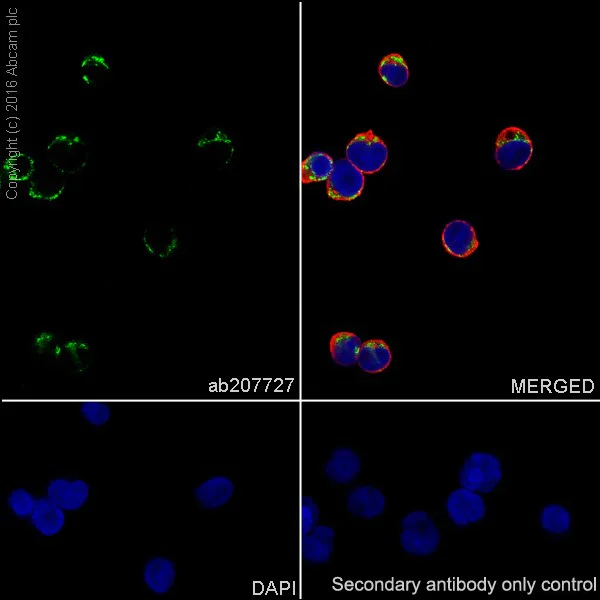 Immunocytochemistry/ Immunofluorescence - Anti-CD22 antibody [EPR20061] (AB207727)