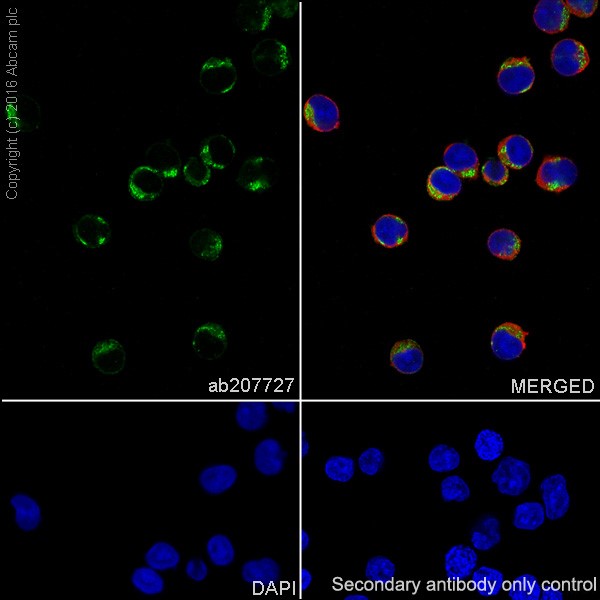 Immunocytochemistry/ Immunofluorescence - Anti-CD22 antibody [EPR20061] (AB207727)