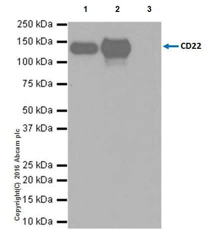 Immunoprecipitation - Anti-CD22 antibody [EPR20061] (AB207727)