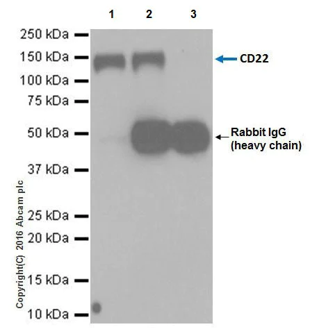 Immunoprecipitation - Anti-CD22 antibody [EPR20061] - BSA and Azide free (AB246334)