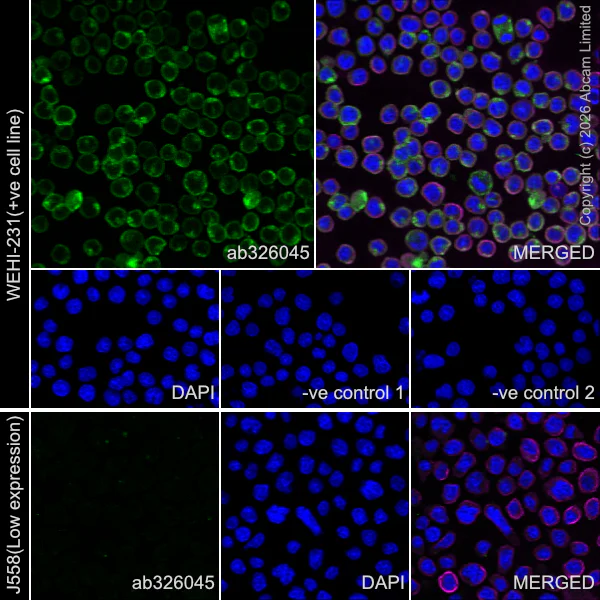 Immunocytochemistry/ Immunofluorescence - Anti-CD22 antibody [EPR30959-587] (AB326045)