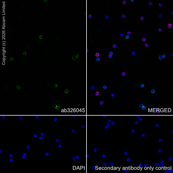Immunocytochemistry/ Immunofluorescence - Anti-CD22 antibody [EPR30959-587] (AB326045)