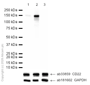 Western blot - Anti-CD22 (phospho Y822) antibody [Y506] (AB32123)