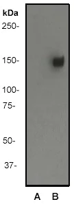 Western blot - Anti-CD22 (phospho Y822) antibody [Y506] (AB32123)