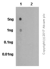 Dot Blot - Anti-CD22 (phospho Y822) antibody [Y506] - BSA and Azide free (AB284667), expandable thumbnail