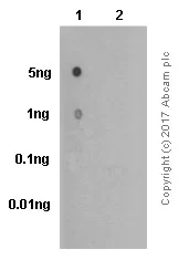 Dot Blot - Anti-CD22 (phospho Y822) antibody [Y506] - BSA and Azide free (AB284667)