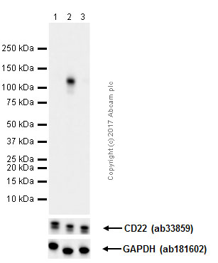 Western blot - Anti-CD22 (phospho Y822) antibody [Y506] - BSA and Azide free (AB284667), expandable thumbnail