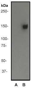 Western blot - Anti-CD22 (phospho Y822) antibody [Y506] - BSA and Azide free (AB284667), expandable thumbnail