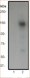 Western blot - Anti-CD22 (phospho Y842) antibody [Y507] (AB32355)