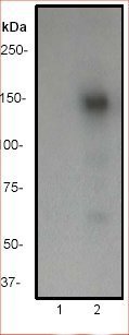 Western blot - Anti-CD22 (phospho Y842) antibody [Y507] - BSA and Azide free (AB247247)