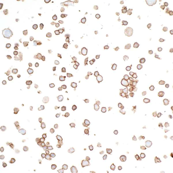 Immunocytochemistry - Anti-CD226 antibody [BLR063G] - BSA free (AB264415)