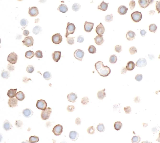 Immunocytochemistry - Anti-CD226 antibody [BLR063G] - BSA free (AB264415)