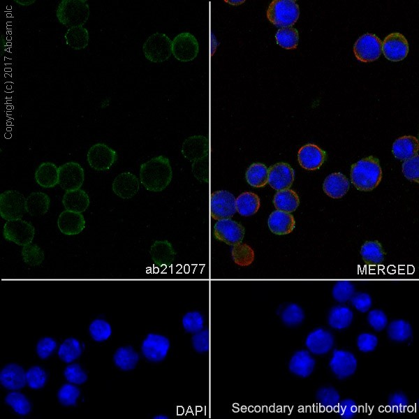 Immunocytochemistry/ Immunofluorescence - Anti-CD226 antibody [EPR20710] - BSA and Azide free (AB251537), expandable thumbnail